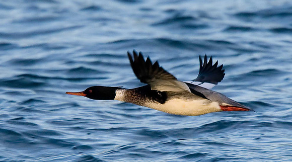 Red-breasted Merganser