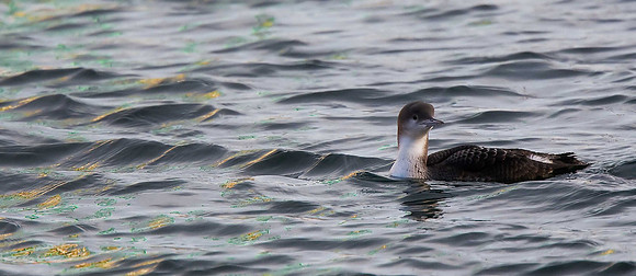 Black-throated Diver