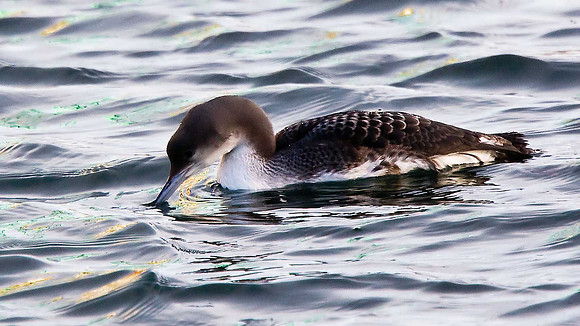 Black-throated Diver