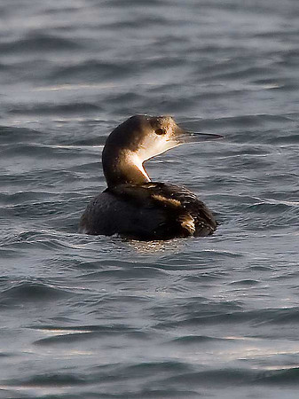 Black-throated Diver