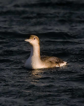 Black-throated Diver