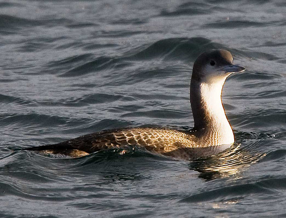 Black-throated Diver