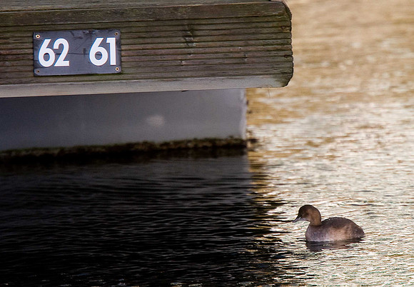 Little Grebe