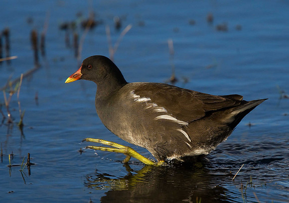 Moorhen