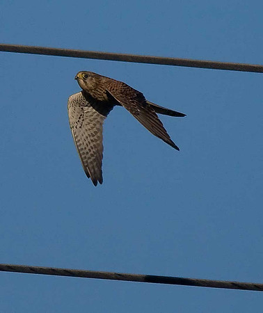 Kestrel