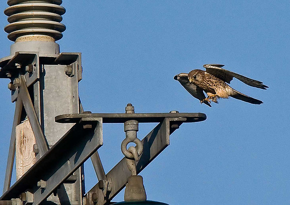 Kestrel