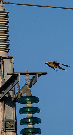 Kestrel
