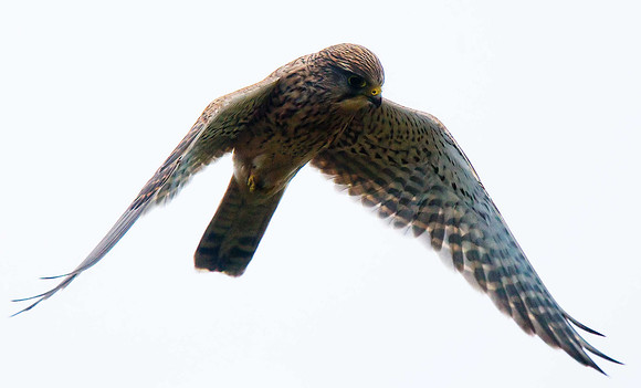 Kestrel