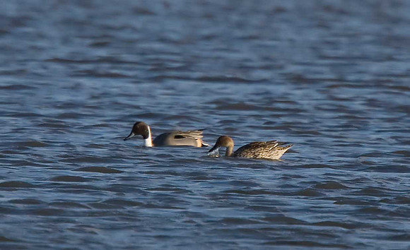 Pintails
