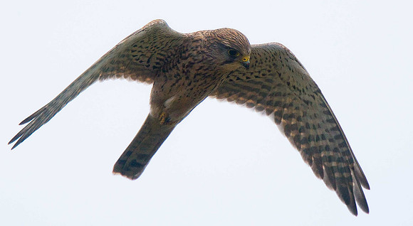 Kestrel