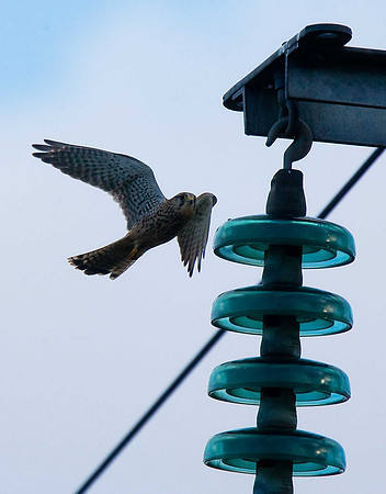 Kestrel