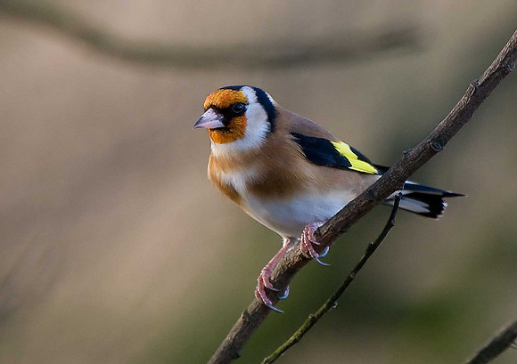 Goldfinch