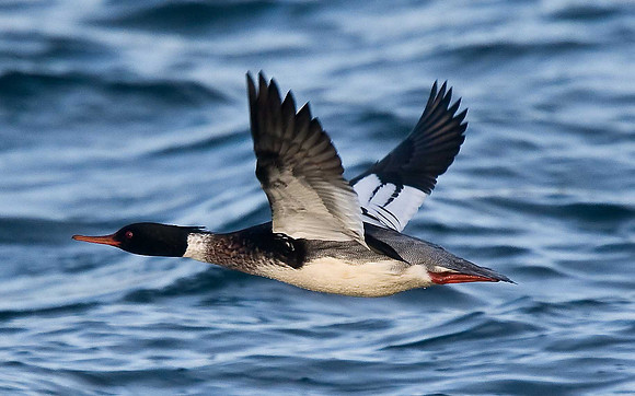 Red-breasted Merganser
