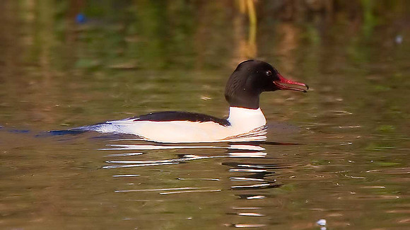Goosander