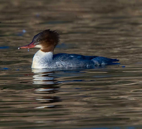 Goosander