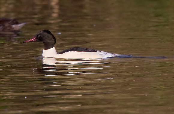 Goosander