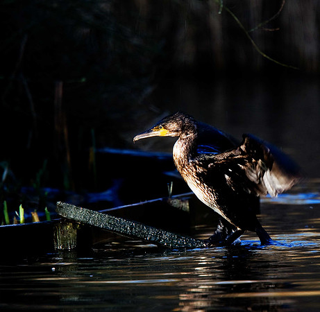 Cormorant