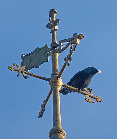 Jackdaw