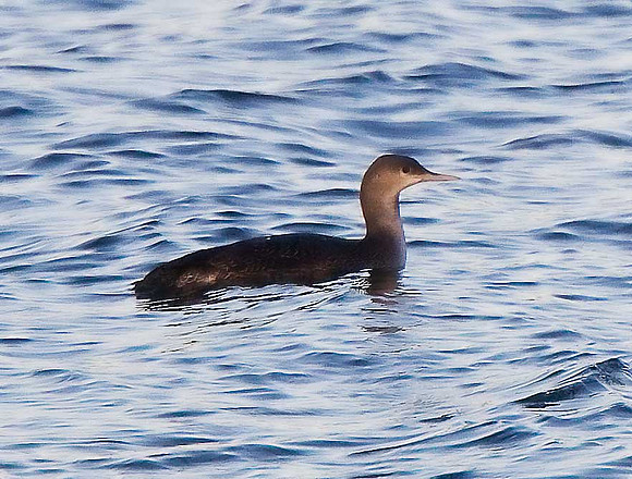 Red-throated diver