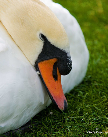 Mute Swan