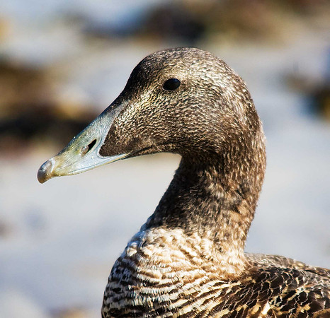 Eider