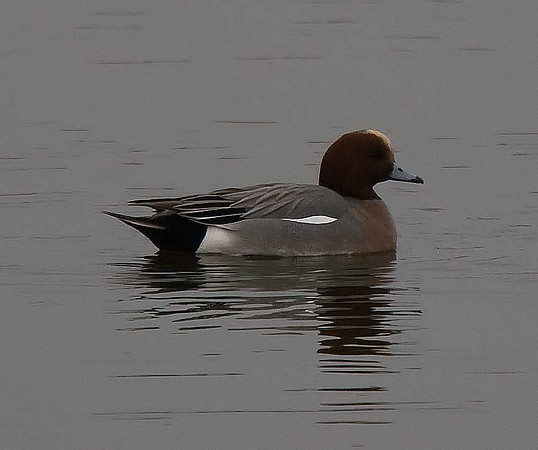 Wigeon
