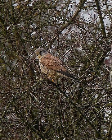 Kestrel