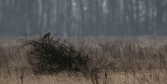 Short-eared Owl