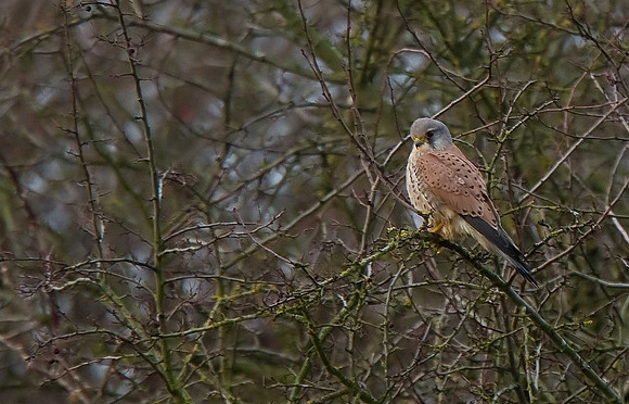 Kestrel