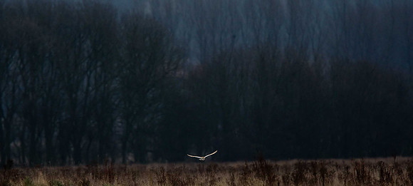 Barn Owl