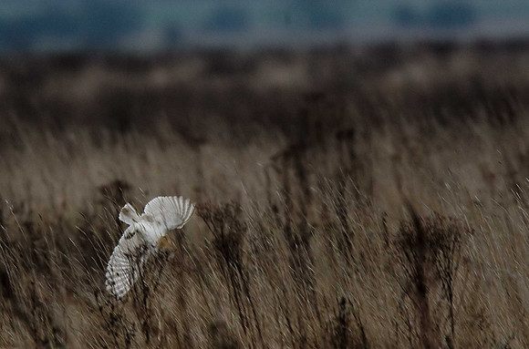 Barn Owl