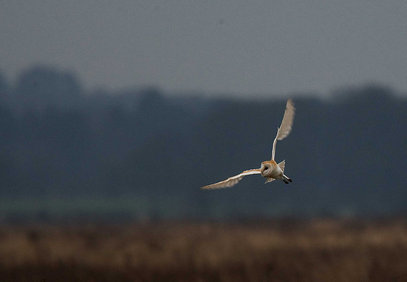 Barn Owl