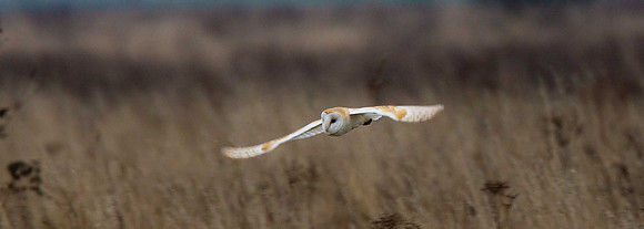 Barn Owl