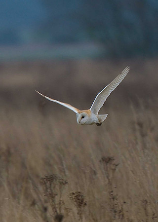 Barn Owl