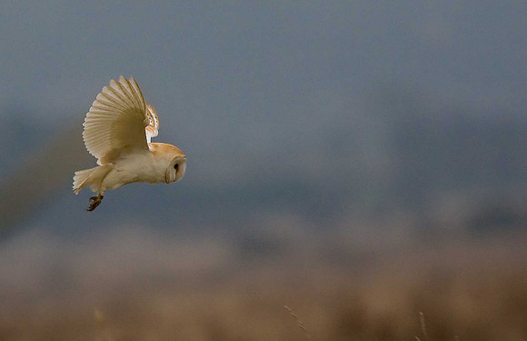 Barn Owl