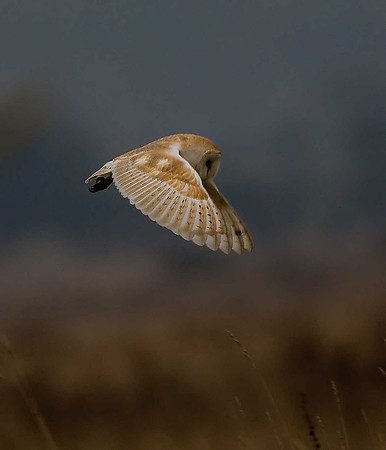 Barn Owl