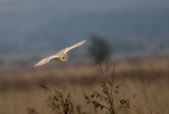 Barn Owl