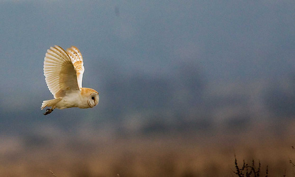 Barn Owl