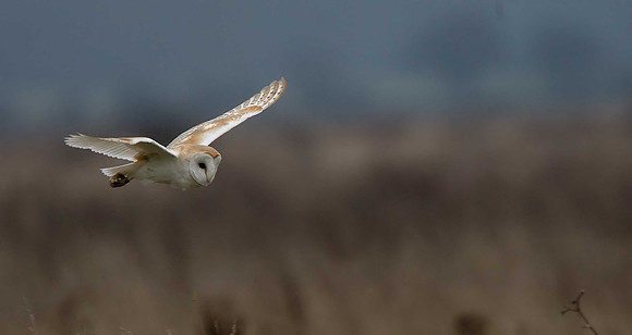 Barn Owl