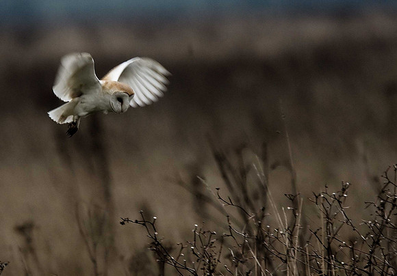 Barn Owl