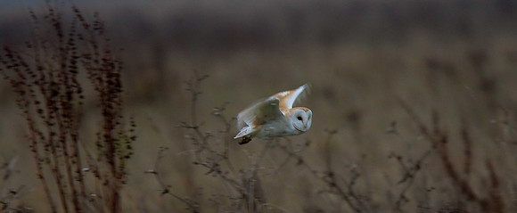 Barn Owl
