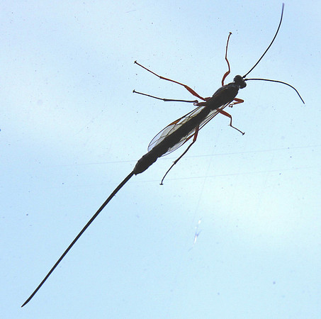Rhyssa persuasoria or giant ichneumon
