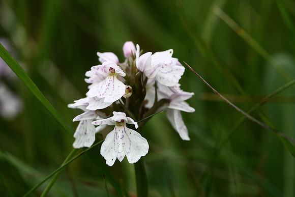 Heath Spotted Orchid