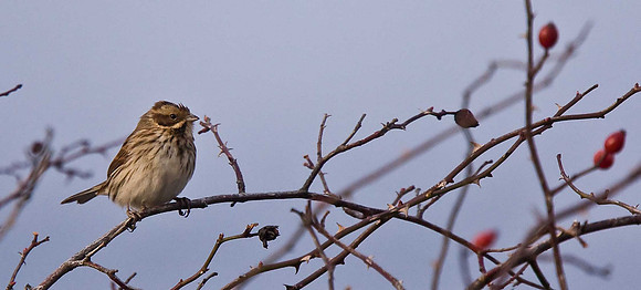 Reed Bunting