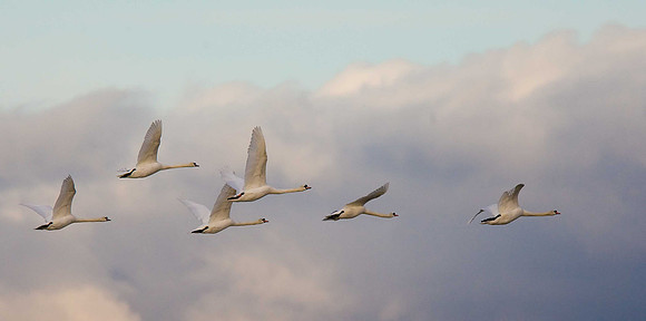 Mute Swans