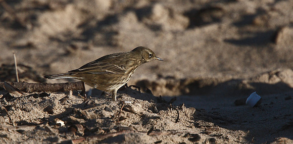 Rock Pipit