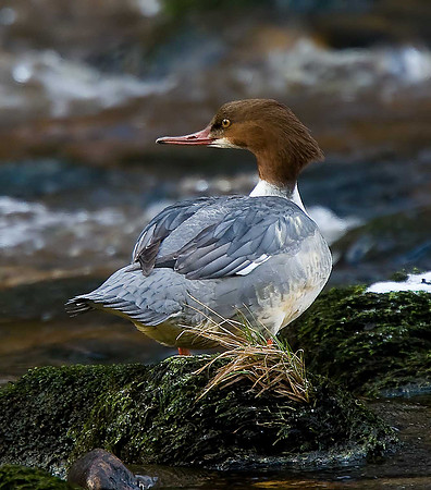 Goosander