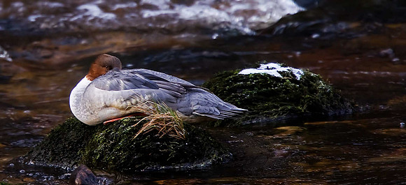 Goosander