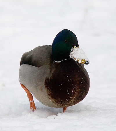 Mallard
