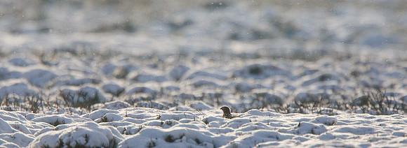Red Grouse